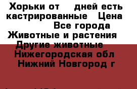   Хорьки от 35 дней есть кастрированные › Цена ­ 2 000 - Все города Животные и растения » Другие животные   . Нижегородская обл.,Нижний Новгород г.